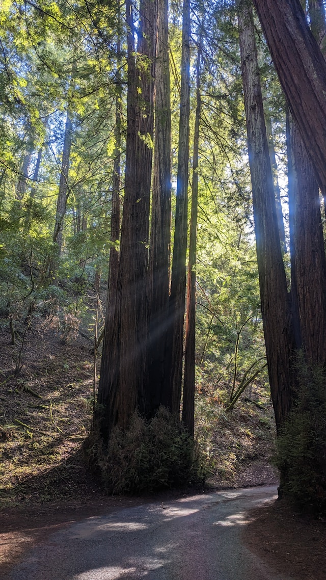 Guerneville, CA
